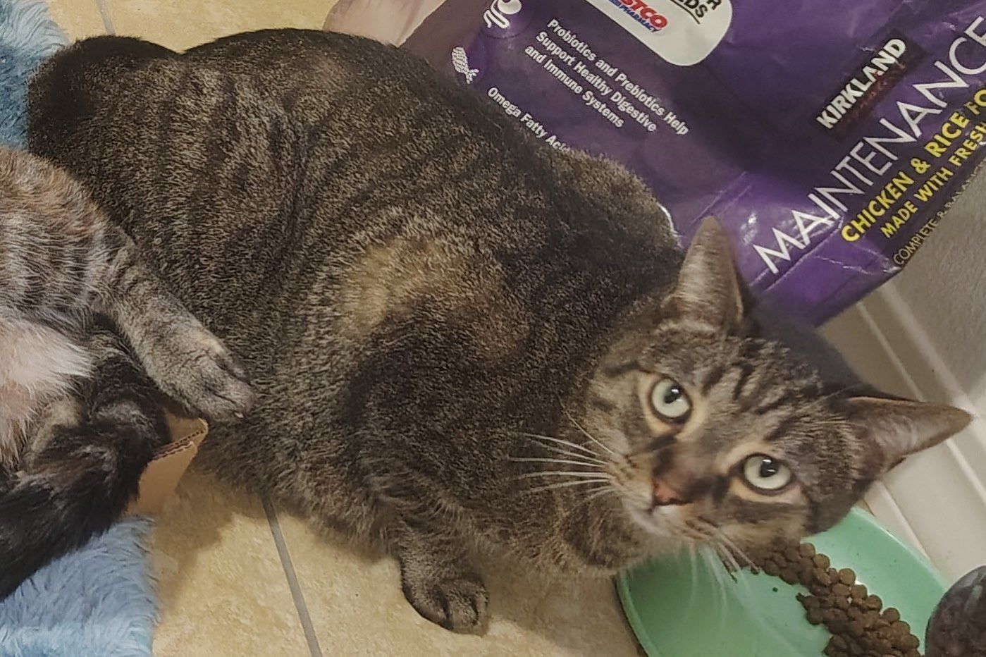 Missing black and gray striped cat. Responds to Sam or Sammers