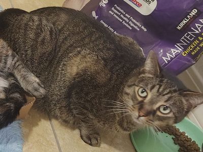 Missing black and gray striped cat. Responds to Sam or Sammers