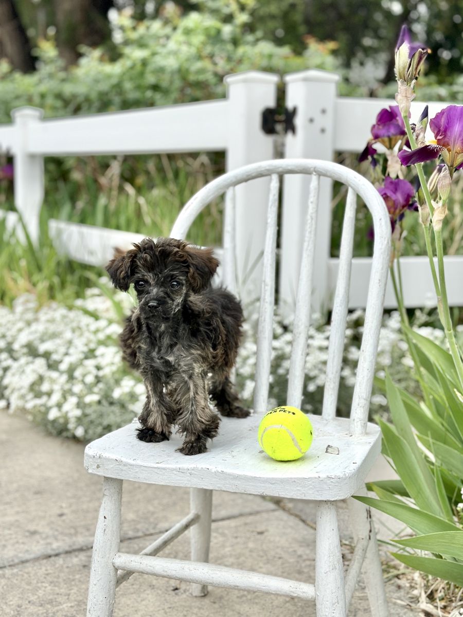 Gorgeous small Merle puppy Hypoallergenic Female Toy Poodle Yorkie Yorkiepoo Mix non-shedding and smart!