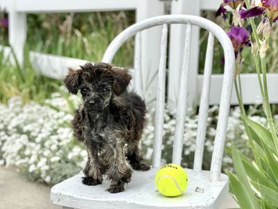 Gorgeous small Merle puppy Hypoallergenic Female Toy Poodle Yorkie Yorkiepoo Mix non-shedding and smart!