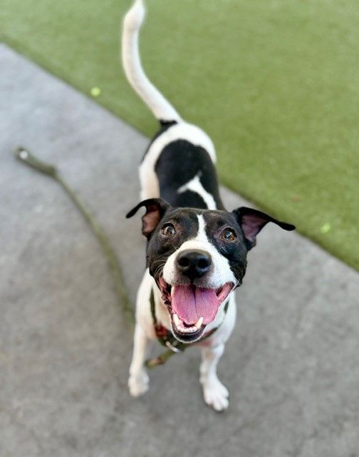 A162910 Luna Available for Adoption!