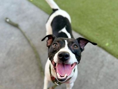 A162910 Luna Available for Adoption!