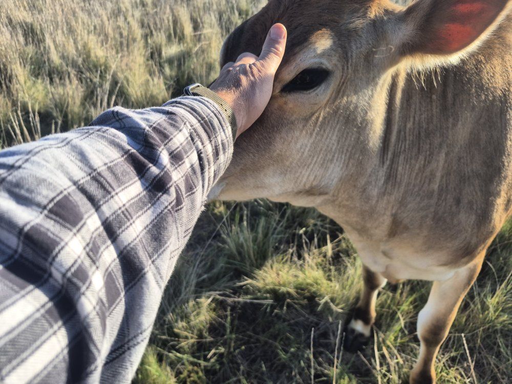 a2/a2 1 1/2 year old jersey cow