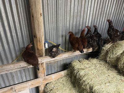 Rhode Island Red & Speckled Sussex Chickens -