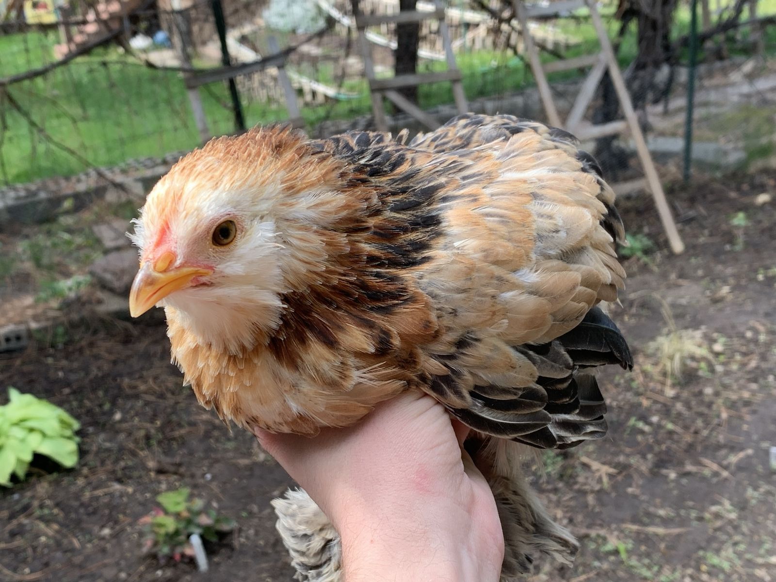 Coop Ready Calico Bantam Cochin Pullet Chick