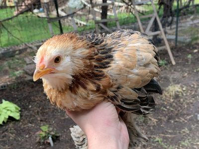 Coop Ready Calico Bantam Cochin Pullet Chick