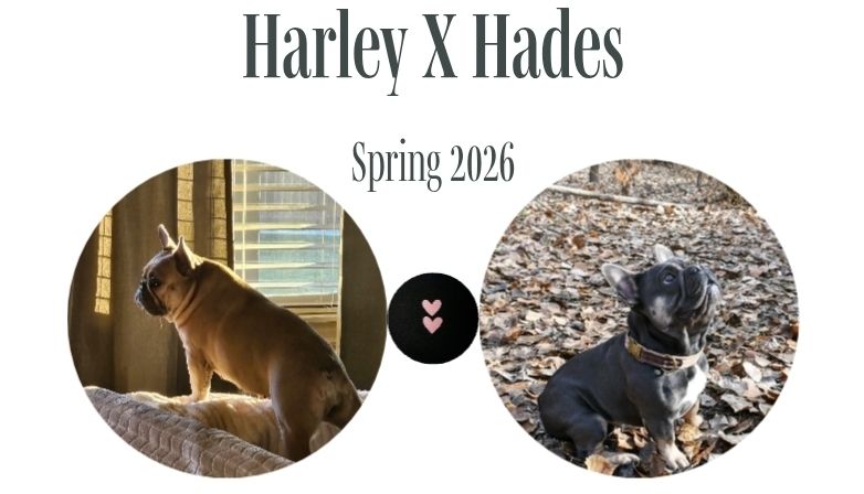 Litter Announcement (OFA/Genetic Health Tested) AKC French Bulldogs