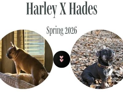 Litter Announcement (OFA/Genetic Health Tested) AKC French Bulldogs