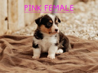 AKC Pembroke Welsh Corgi Puppies