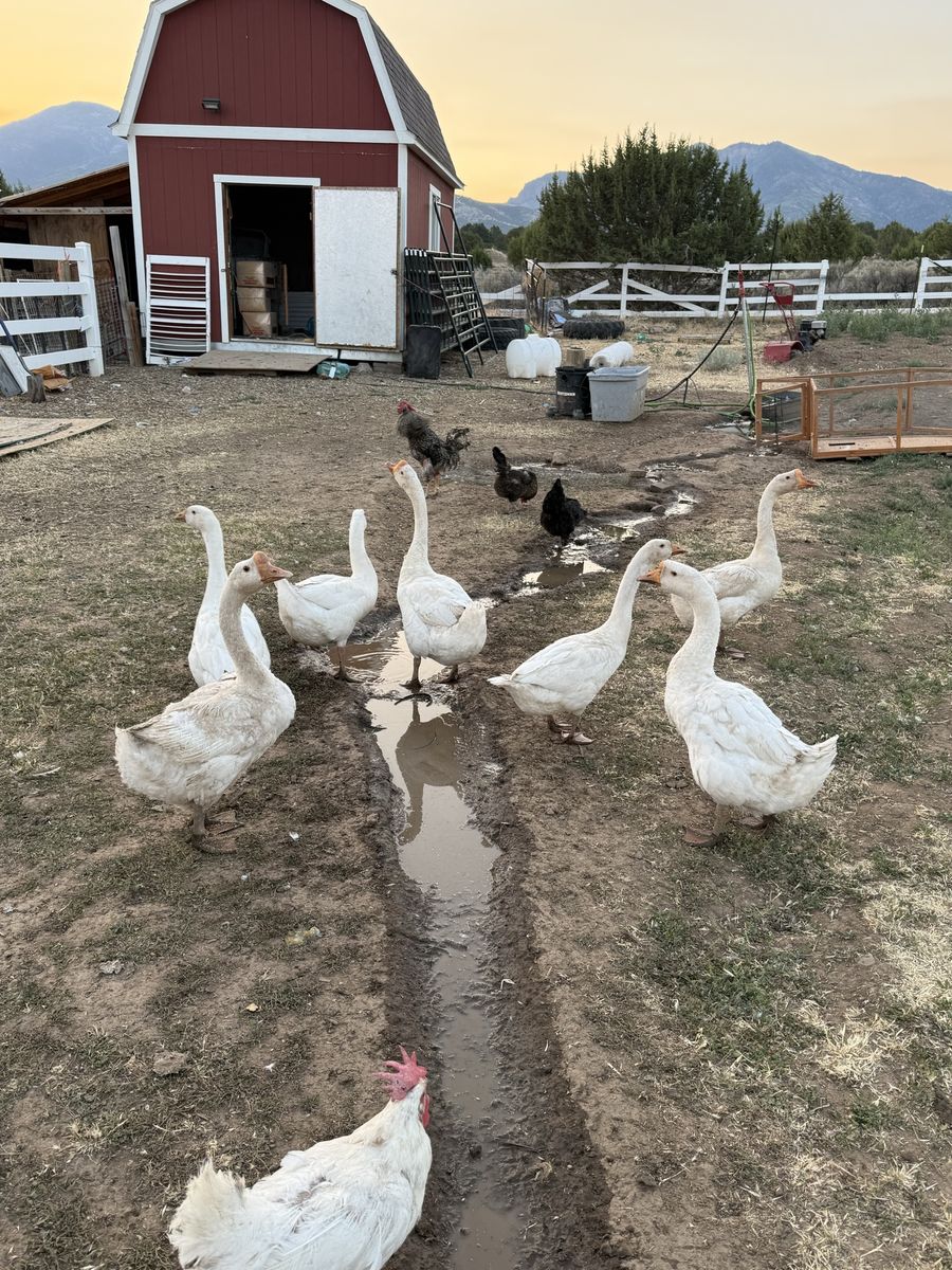 Assorted Farm Flock of Geese, Ducks, and Chickens