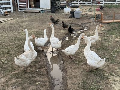 Assorted Farm Flock of Geese, Ducks, and Chickens