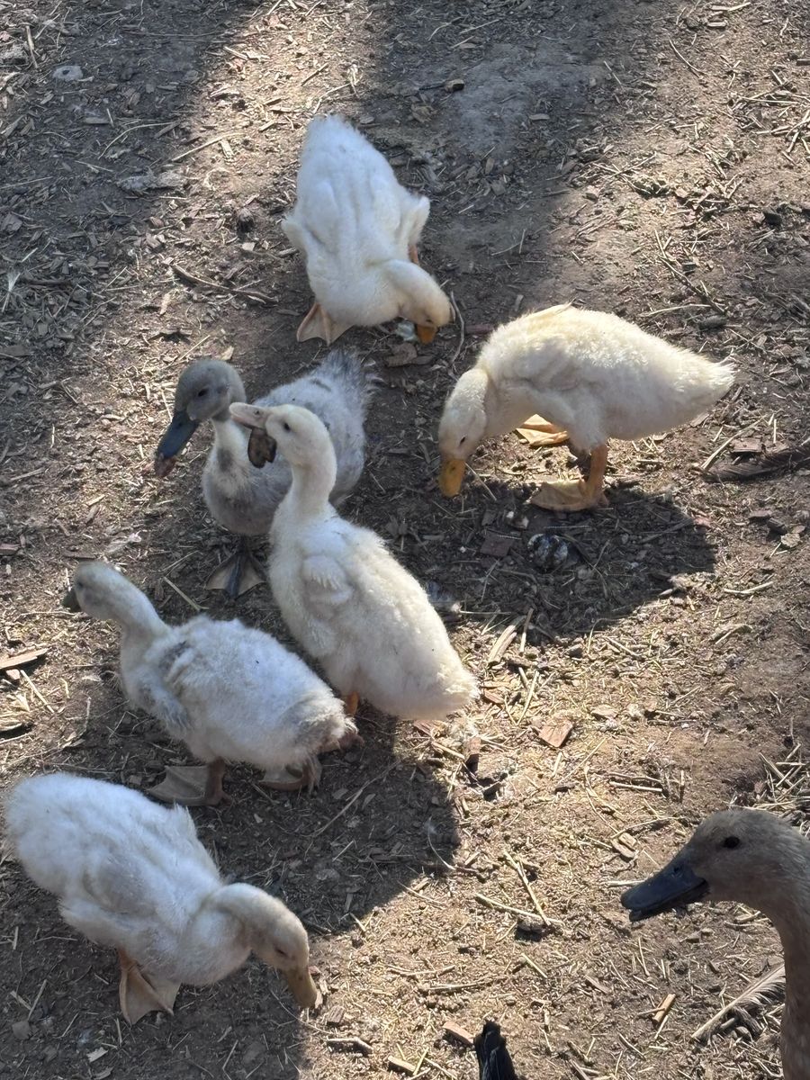 Ducks
