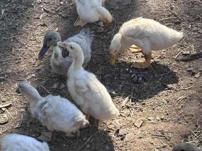 Ducks