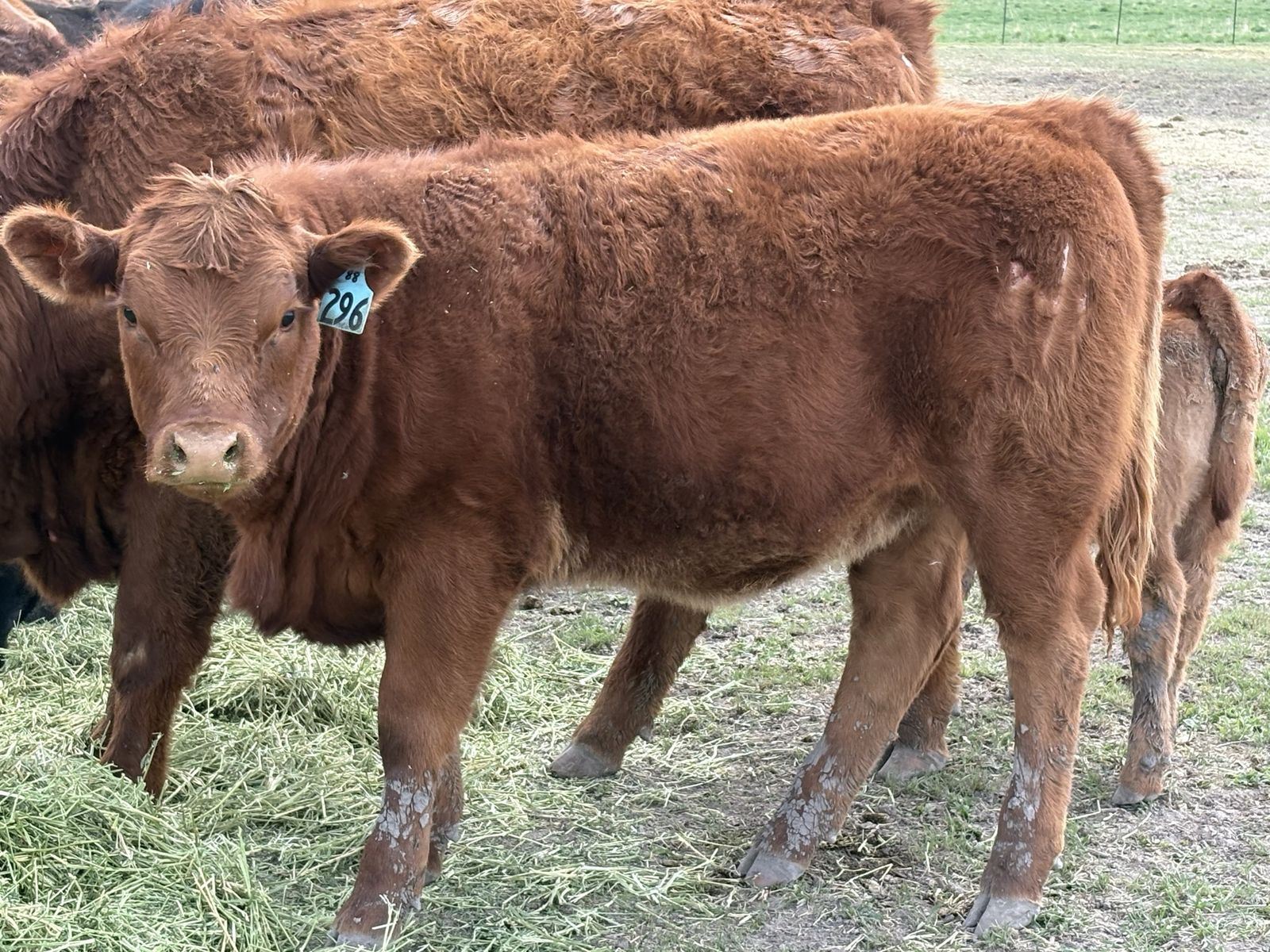 Pasture Calves Heifers