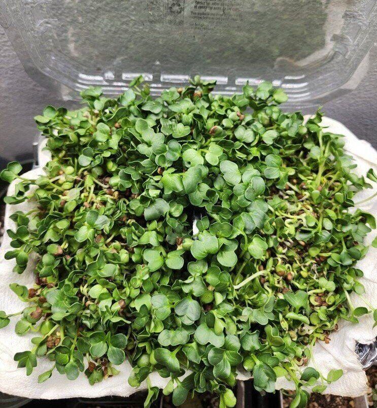 Live Organic Microgreens – Dense Tray