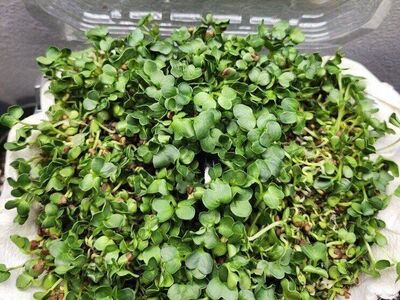 Live Organic Microgreens – Dense Tray