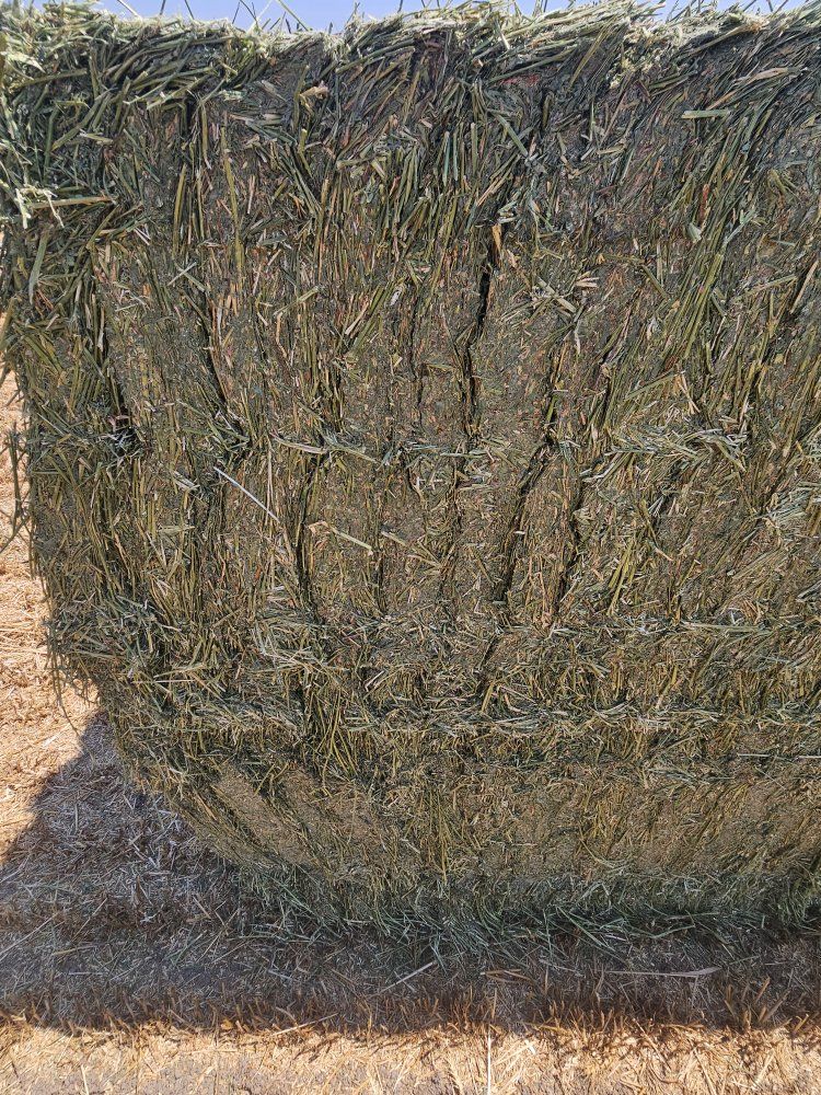 Main image 5