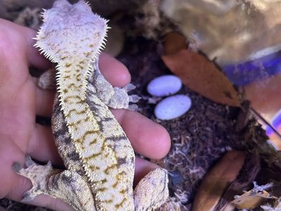 Last chance, high-end crested gecko hatchlings, subadults, rtb adults