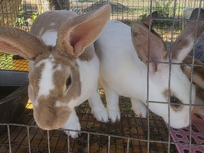 standard rex rabbits