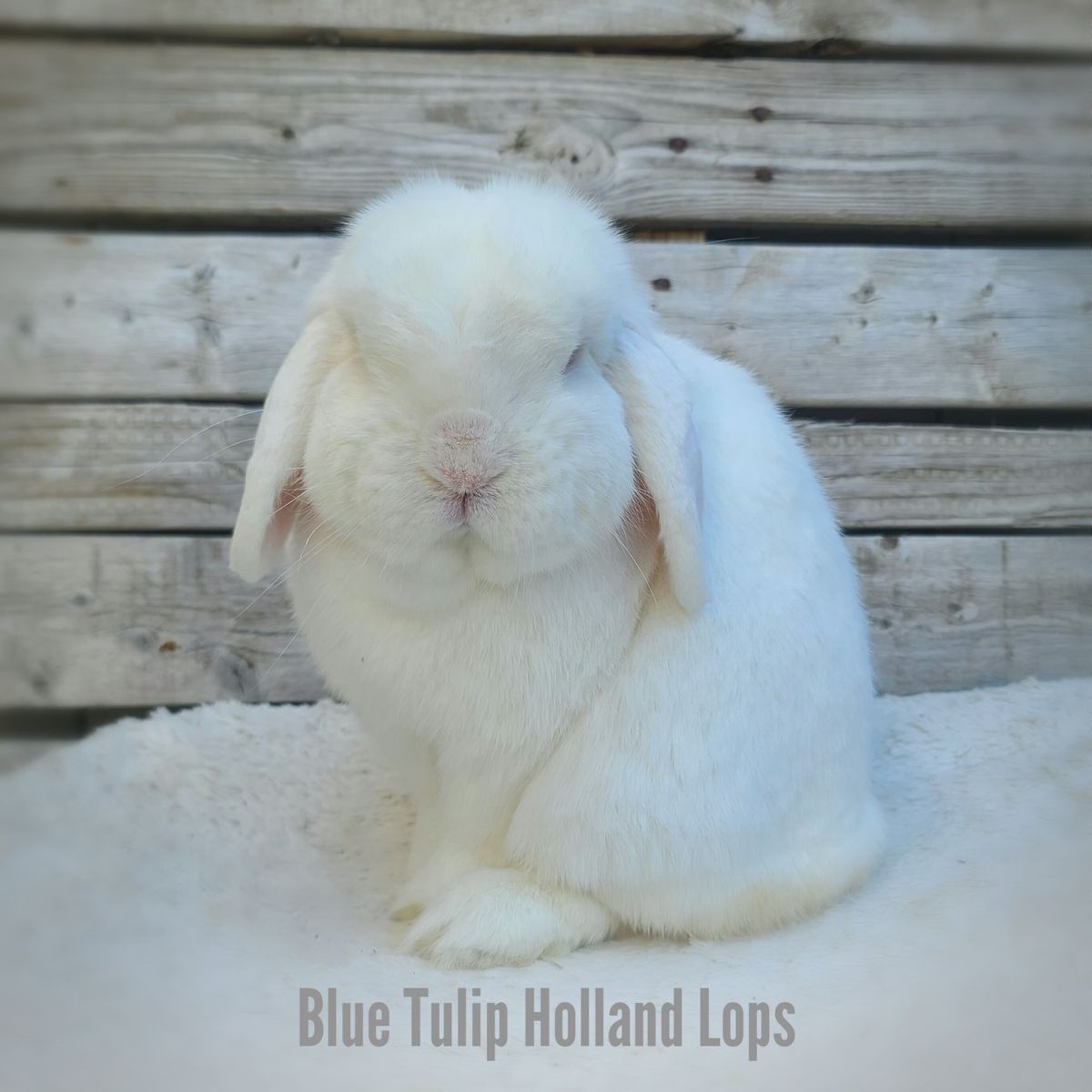 REW Holland Lop