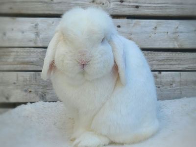 REW Holland Lop