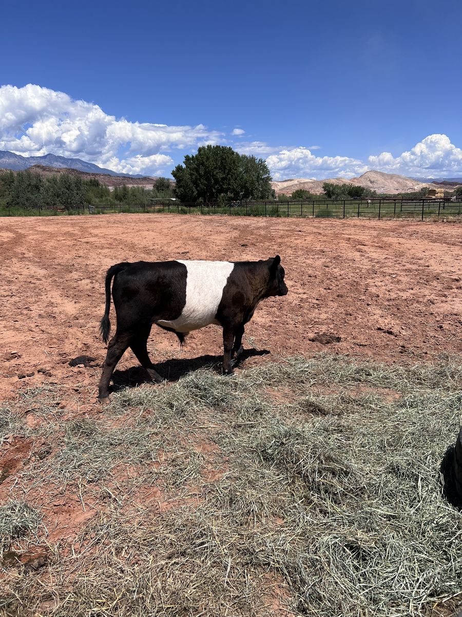 Wagyu/Belted Galloway