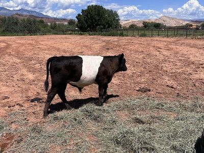 Wagyu/Belted Galloway