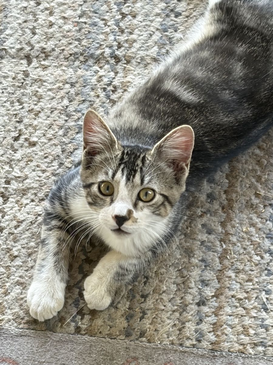 Adorable Grey & White Tabby Kitten - Looking for a Loving Home!