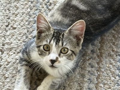 Adorable Grey & White Tabby Kitten - Looking for a Loving Home!