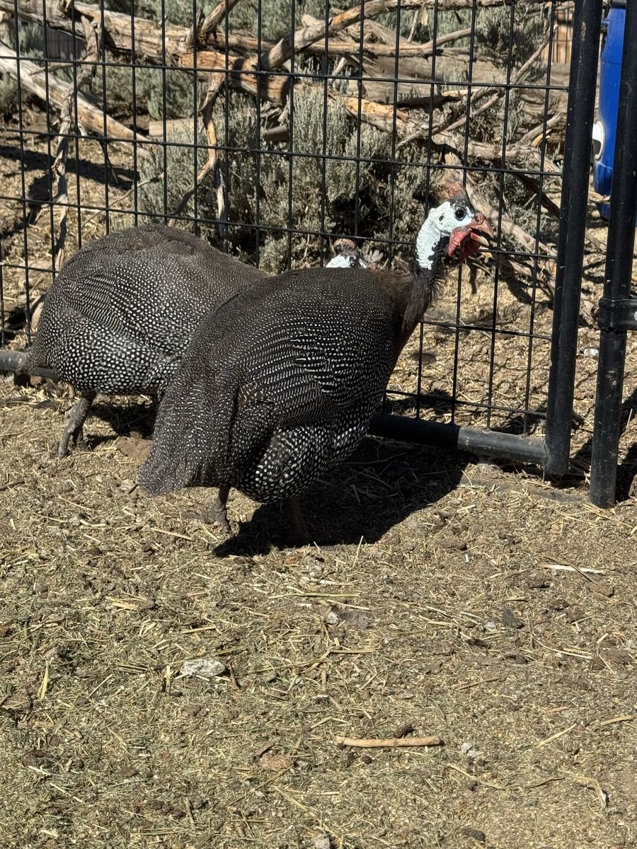2 Guinea Fowl