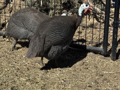 2 Guinea Fowl