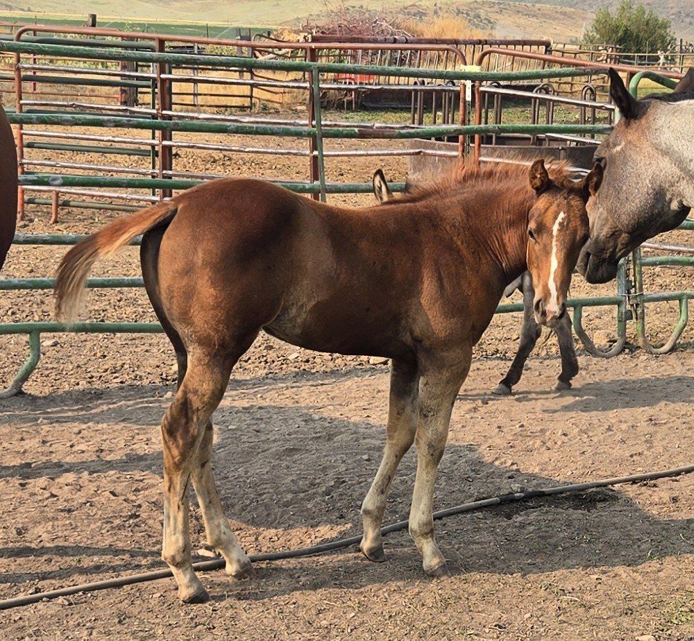 AQHA 2026 Filly