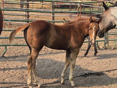 AQHA 2026 Filly