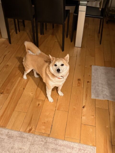 6-Year-Old Shiba Inu Looking for a Loving Home