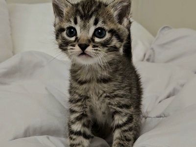 Kittens for sale!