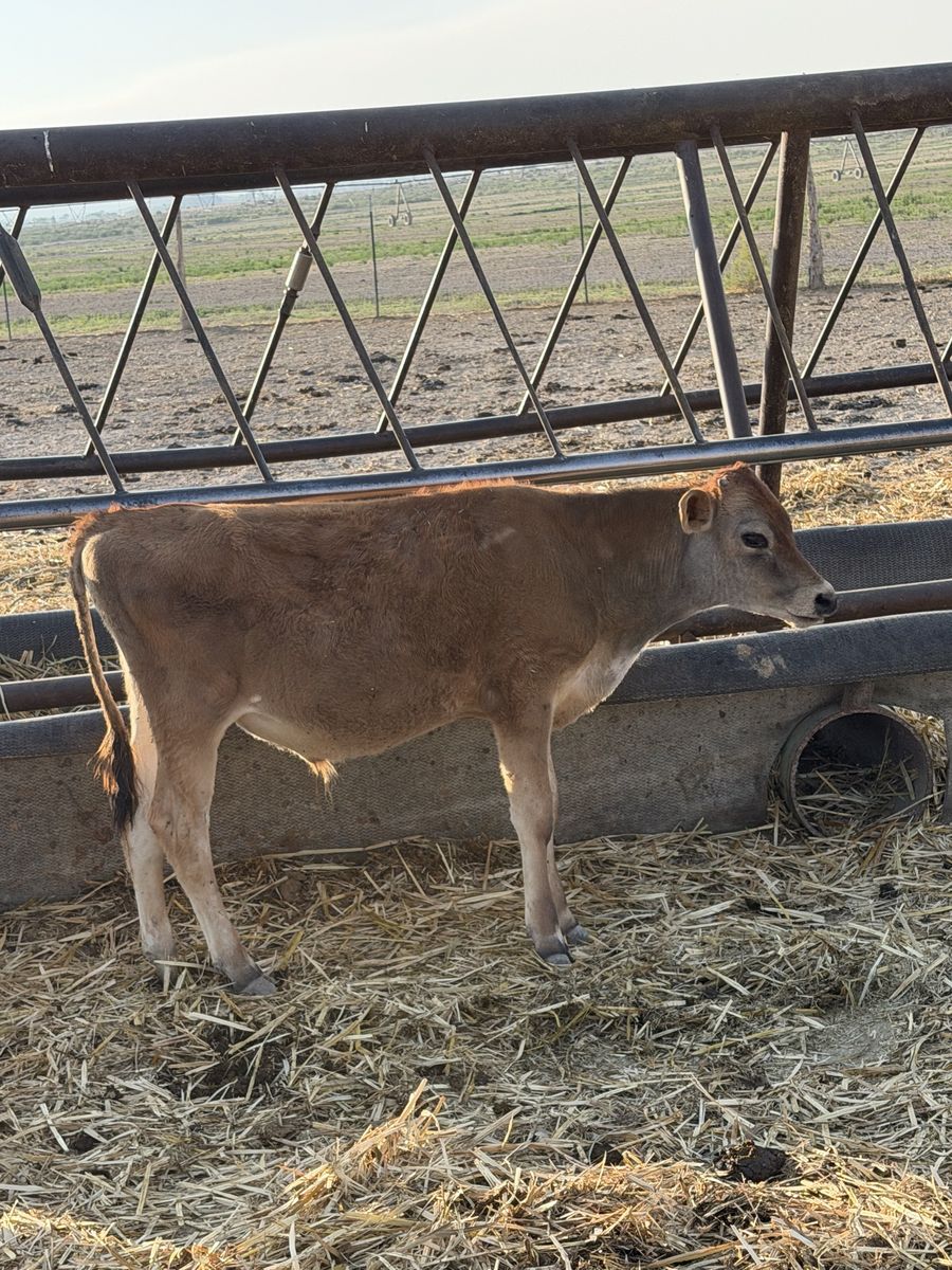 Jersey bull calves