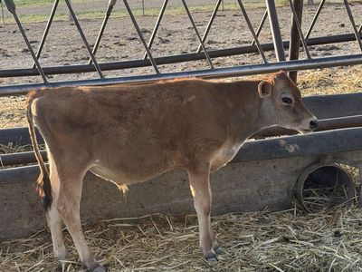 Jersey bull calves