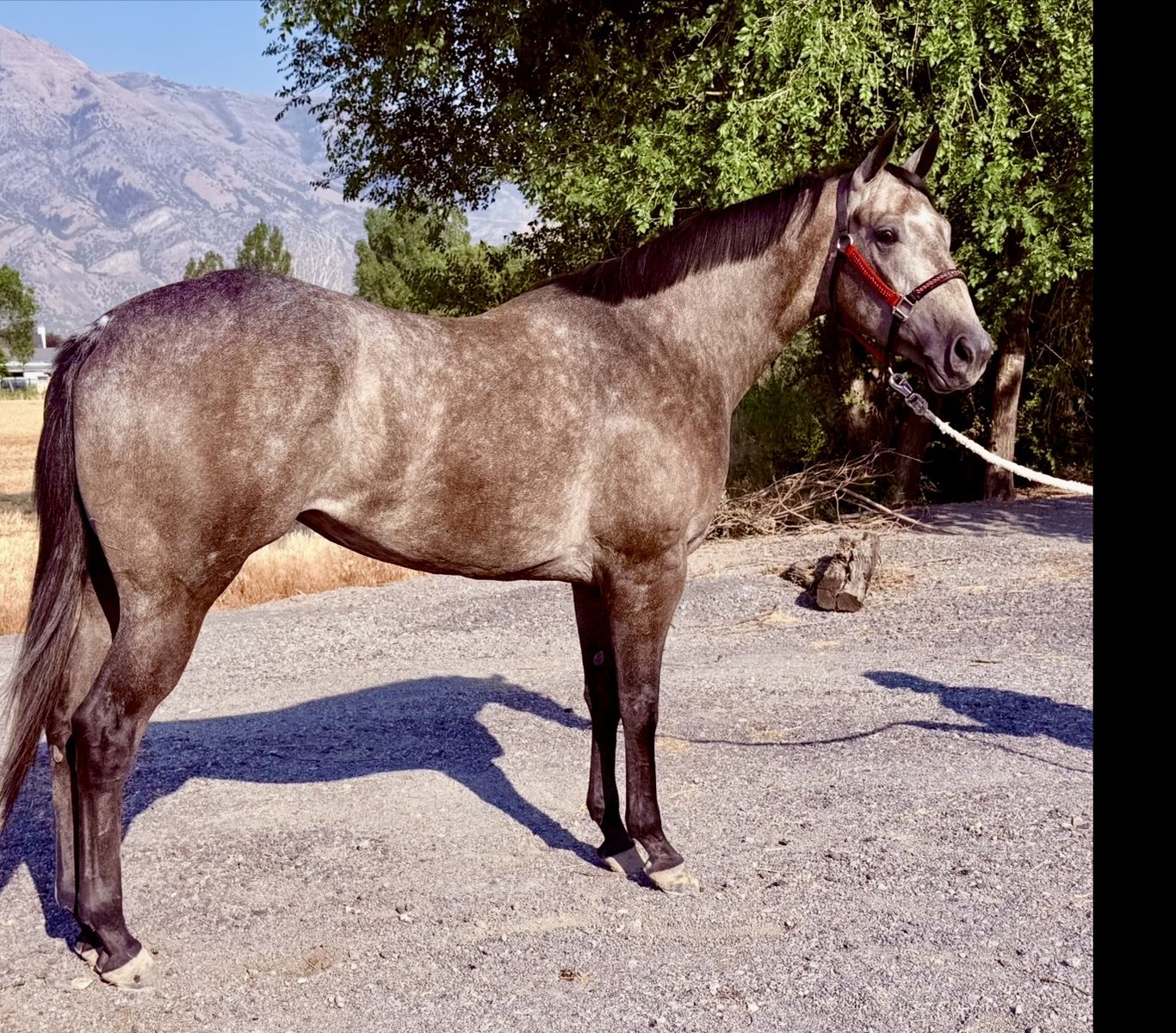 3 yr old filly by William Clyde out of wave carver mare