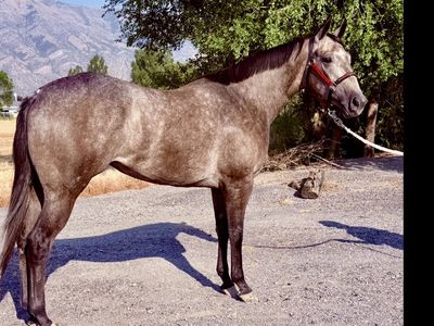 3 yr old filly by William Clyde out of wave carver mare