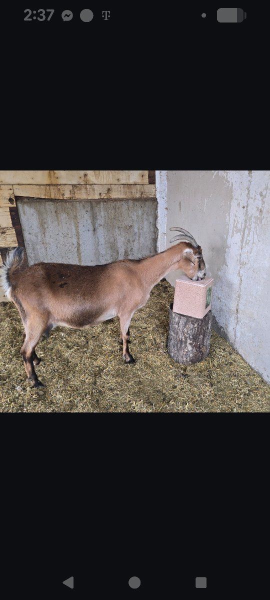goats