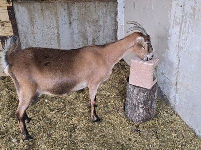 goats