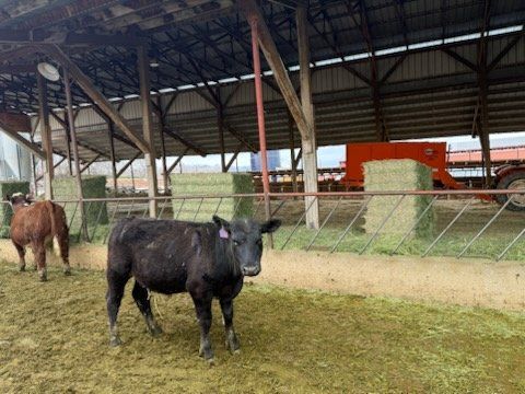 Black Angus Pasture Steers