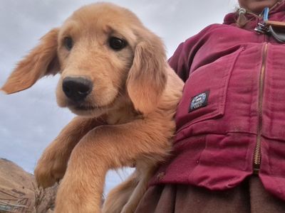 Female Golden Retriever puppy