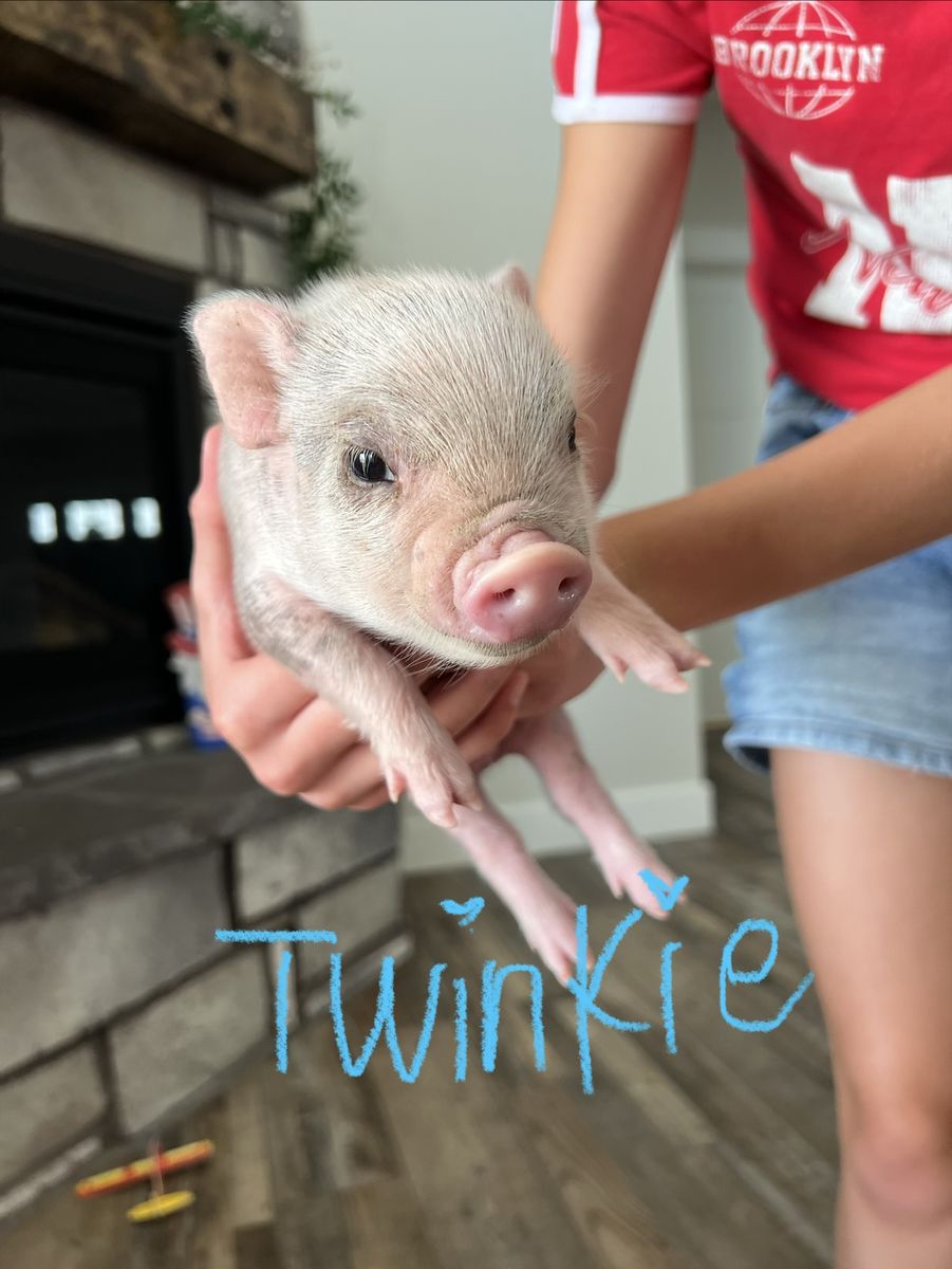 Micro Mini Juliana Pigs