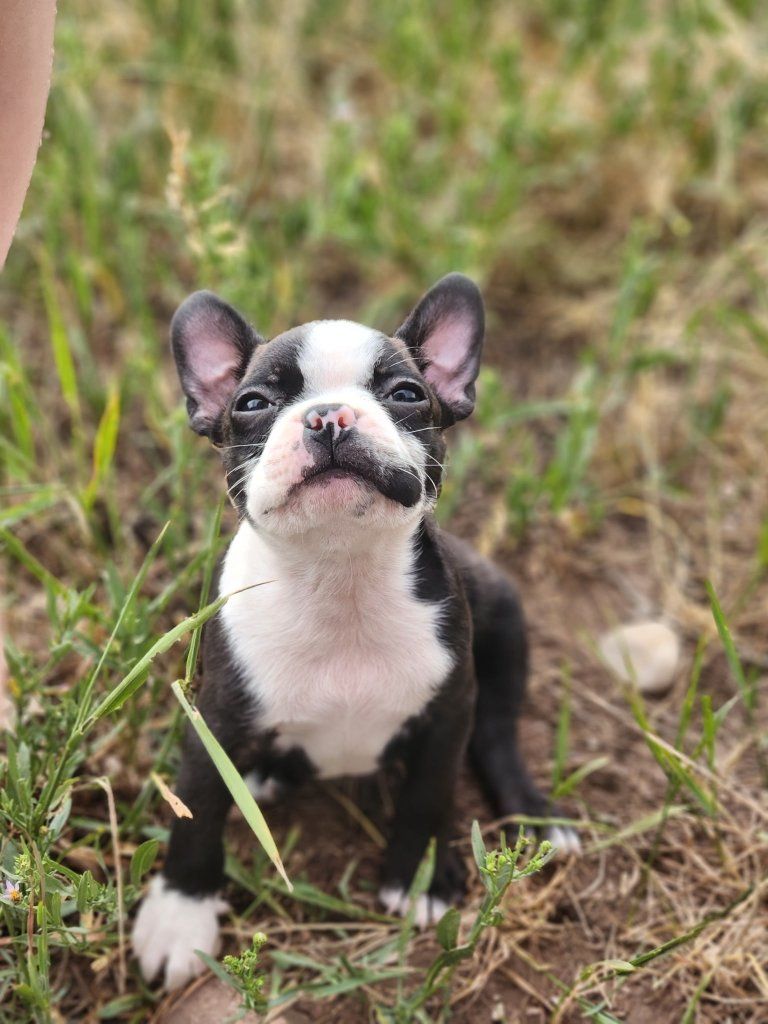 purebred boston terrier male 