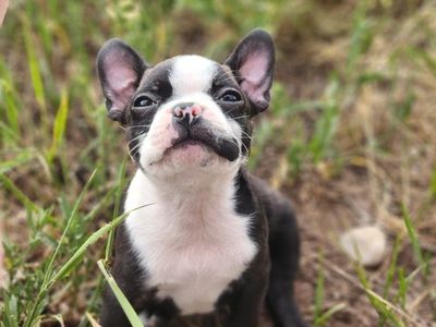 purebred boston terrier male