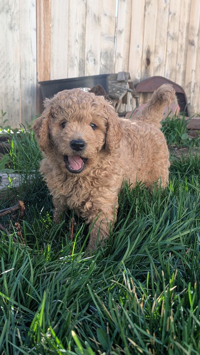 Hypoallergenic Labradoodles + FREE Cow Cuddle Experience!