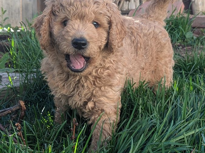 Hypoallergenic Labradoodles + FREE Cow Cuddle Experience!