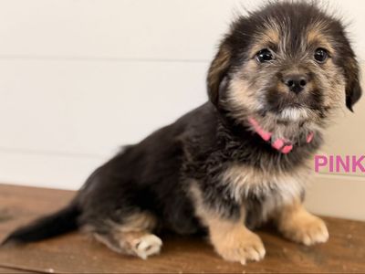 Shih Tzu/Corgi (Shorgi) Puppies! CUTE CUTE!!!