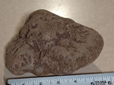 dinosaur coprolite